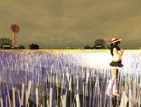 051108Wheatfield.jpg